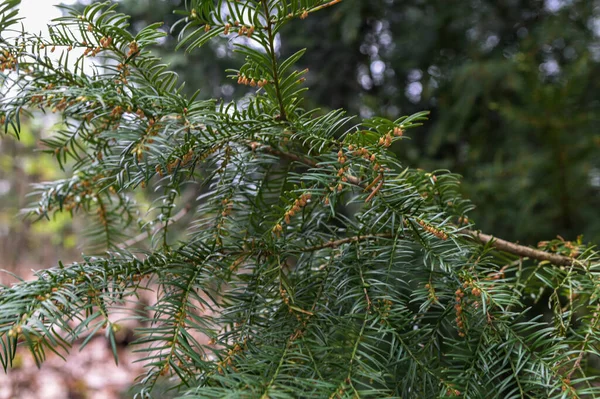 Taxus Baccata European Yew Англійський Тис Зелені Гілки Жовтими Шишками — стокове фото