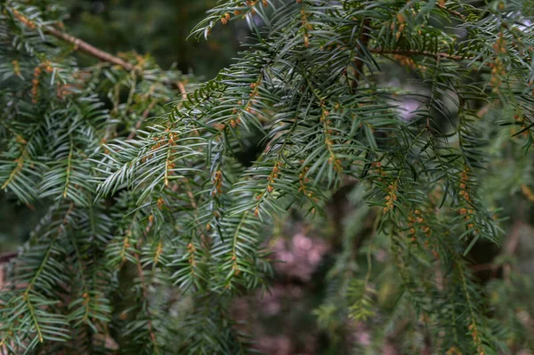 Taxus Baccata European Yew Английский Тис Зеленые Ветви Желтыми Конусами — стоковое фото
