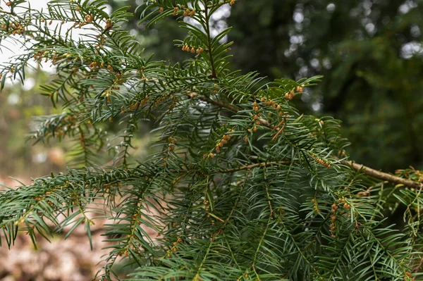 Taxus Baccata European Yew Английский Тис Зеленые Ветви Желтыми Конусами — стоковое фото