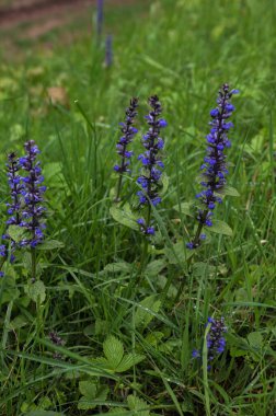 Baharda Ajuga Reptans Atropurpurea 'nın mavi çiçeklerinin yakın çekimi. Mavi borazan (Ajuga reptans) çiçek marangozunun bitkileri her daim yeşildir.