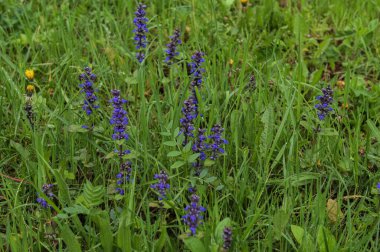 Baharda Ajuga Reptans Atropurpurea 'nın mavi çiçeklerinin yakın çekimi. Mavi borazan (Ajuga reptans) çiçek marangozunun bitkileri her daim yeşildir.