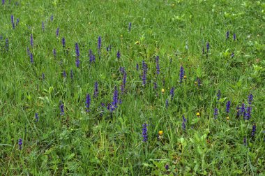 Baharda Ajuga Reptans Atropurpurea 'nın mavi çiçeklerinin yakın çekimi. Mavi borazan (Ajuga reptans) çiçek marangozunun bitkileri her daim yeşildir.