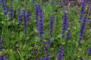 Baharda Ajuga Reptans Atropurpurea 'nın mavi çiçeklerinin yakın çekimi. Mavi borazan (Ajuga reptans) çiçek marangozunun bitkileri her daim yeşildir.