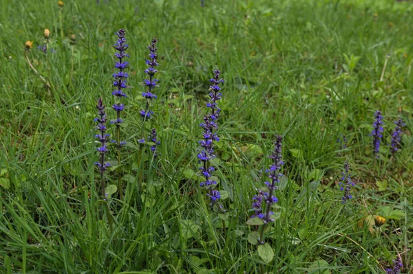 Baharda Ajuga Reptans Atropurpurea 'nın mavi çiçeklerinin yakın çekimi. Mavi borazan (Ajuga reptans) çiçek marangozunun bitkileri her daim yeşildir.