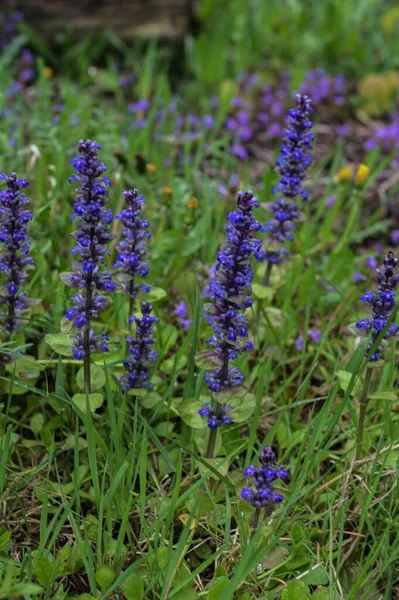 Zbliżenie Ujęcie Niebieskich Kwiatów Ajuga Reptans Atropurpurea Skoku Niebieski Trąbka — Zdjęcie stockowe