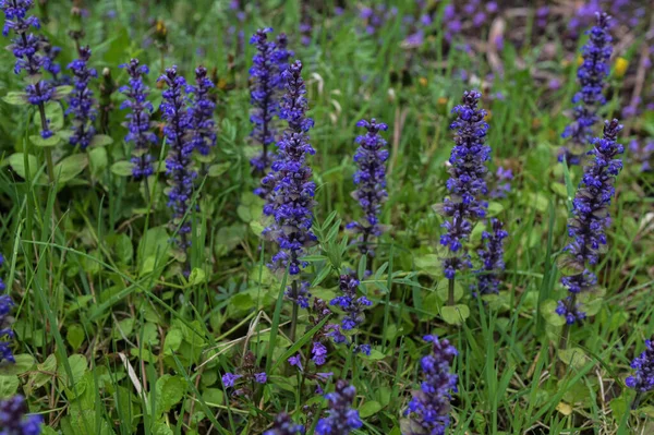 Detailní Záběr Modrých Květů Ajuga Reptans Atropurpurea Jaře Modrá Trubka — Stock fotografie