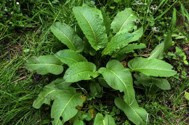 Dock Leaves veya Bitter Docks, Rumex obtusifolius olarak bilinir. Tıbbi bitkiler. Doğanın güzel bitkisel soyut arka planı. Sorrel. Rumex, daimi bitki. Popüler yemek çeşnisi.