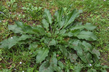 Dock Leaves veya Bitter Docks, Rumex obtusifolius olarak bilinir. Tıbbi bitkiler. Doğanın güzel bitkisel soyut arka planı. Sorrel. Rumex, daimi bitki. Popüler yemek çeşnisi.