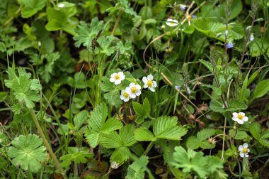 Çiçekli yabani çilek, doğal eczane. Güzellik ve doğa kavramı. Taze organik bahçe çileklerine yakın çekim..