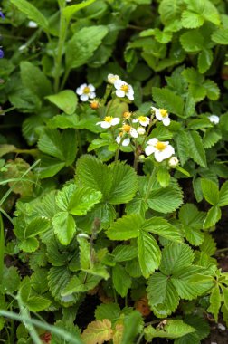Çiçekli yabani çilek, doğal eczane. Güzellik ve doğa kavramı. Taze organik bahçe çileklerine yakın çekim..