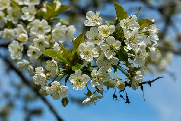 Blommande Körsbär Gren Närbild Små Gröna Blad Och Vita Blommor — Stockfoto