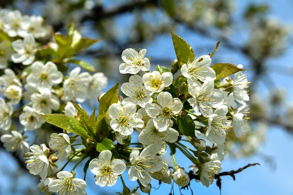 開花桜の枝が閉じています庭の春の日に甘い桜の小さな緑の葉と白い花 — ストック写真