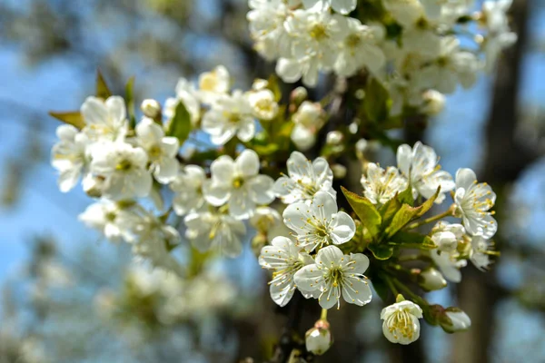 Floreciente Rama Cerezo Primer Plano Hojas Verdes Pequeñas Flores Blancas — Foto de Stock