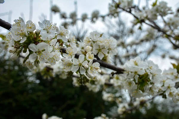 開花桜の枝が閉じています庭の春の日に甘い桜の小さな緑の葉と白い花 — ストック写真