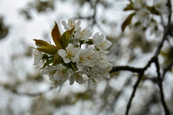 Цветущие Вишневые Ветви Закрываются Зелёные Листья Белые Цветы Сакуры Цветут — стоковое фото