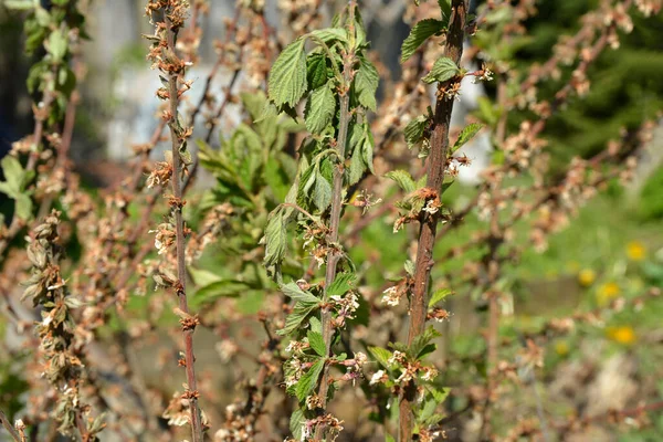 チェリーの真菌性疾患のモニリオーシス 夏や春の病気のために木に枯れ葉や芽 — ストック写真