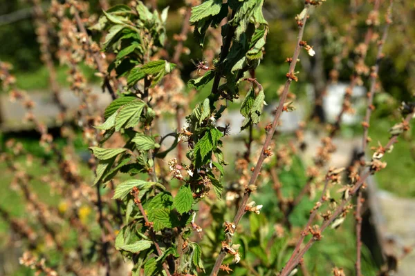 チェリーの真菌性疾患のモニリオーシス 夏や春の病気のために木に枯れ葉や芽 ロイヤリティフリーのストック画像