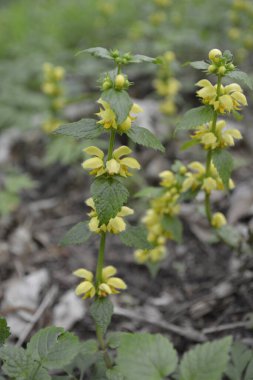 Çiçekli sarı başmelek bitkisi veya Lamium galeobdolon argentatum. İlkbaharda, sarı sağır ısırgan otu Lamium galeobdolon ormanda çiçek açar..