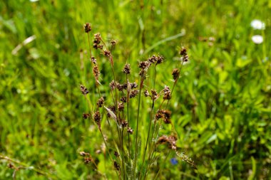 Çiçek açan bir tarlaya odaklanın. Odun, çim ya da süpürge tarlası, çayırdaki Luzula kampı..