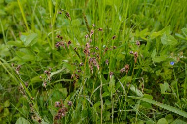 Çiçek açan bir tarlaya odaklanın. Odun, çim ya da süpürge tarlası, çayırdaki Luzula kampı..