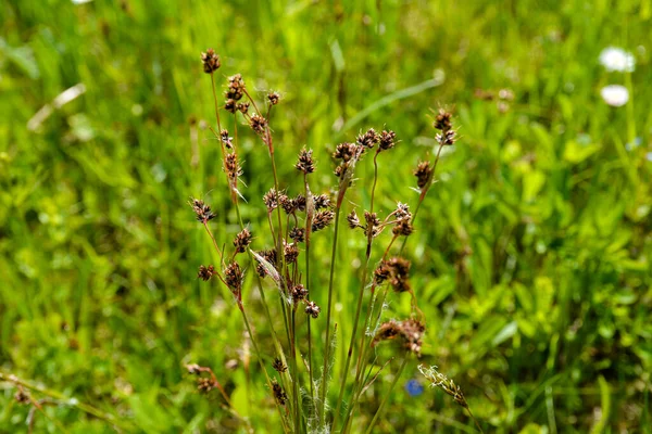 stock image Narrow focus closeup on a flowering field wood-rush grass, Good Friday grass or sweep's brush, Luzula campestris in a meadow.