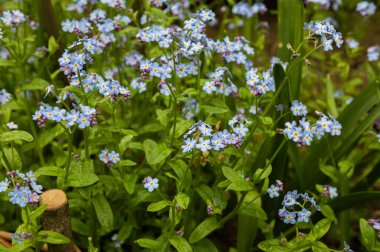 Sardunya koyu kahverengisi (Gernium phaeum), ilkbaharda çiçek tarhında çiçek, makro fotoğraf. İlkbahar bahçesinde Geranium ve kırmızı çiçekler..