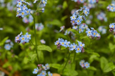 Sardunya koyu kahverengisi (Gernium phaeum), ilkbaharda çiçek tarhında çiçek, makro fotoğraf. İlkbahar bahçesinde Geranium ve kırmızı çiçekler..