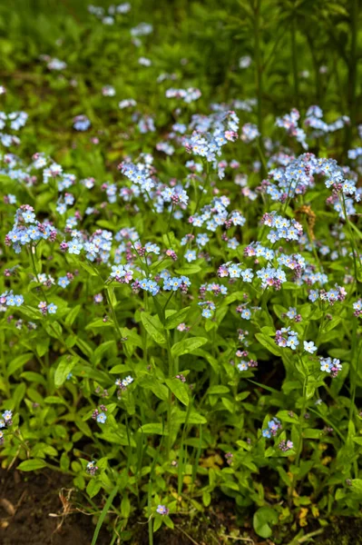 Geránium Sötétbarna Gernium Phaeum Virág Virágágyásban Tavasszal Makro Fotó Geránium — Stock Fotó