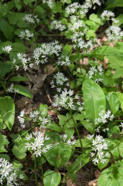 Ormanda hasat etmeye hazır yabani sarımsaklı halı. Baharda ormanda yetişen Ramson ya da ayı sarımsağı. Allium ursinum.