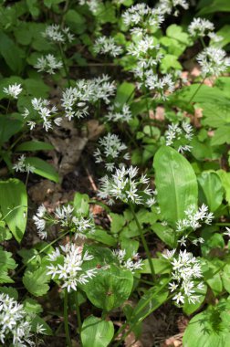 Ormanda hasat etmeye hazır yabani sarımsaklı halı. Baharda ormanda yetişen Ramson ya da ayı sarımsağı. Allium ursinum.