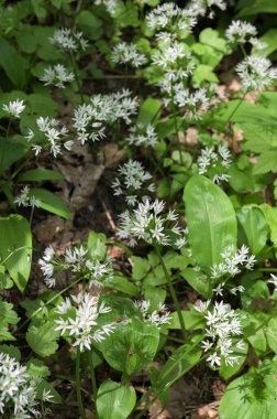 Ormanda hasat etmeye hazır yabani sarımsaklı halı. Baharda ormanda yetişen Ramson ya da ayı sarımsağı. Allium ursinum.