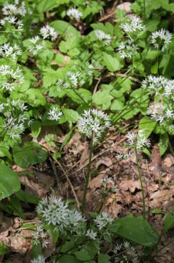 Ormanda hasat etmeye hazır yabani sarımsaklı halı. Baharda ormanda yetişen Ramson ya da ayı sarımsağı. Allium ursinum.