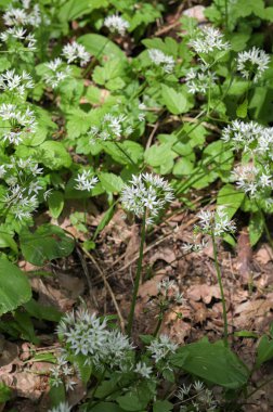 Ormanda hasat etmeye hazır yabani sarımsaklı halı. Baharda ormanda yetişen Ramson ya da ayı sarımsağı. Allium ursinum.