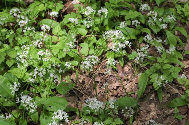 Ormanda hasat etmeye hazır yabani sarımsaklı halı. Baharda ormanda yetişen Ramson ya da ayı sarımsağı. Allium ursinum.