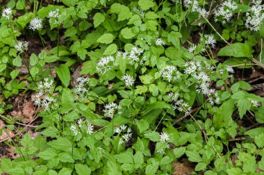 Ormanda hasat etmeye hazır yabani sarımsaklı halı. Baharda ormanda yetişen Ramson ya da ayı sarımsağı. Allium ursinum.