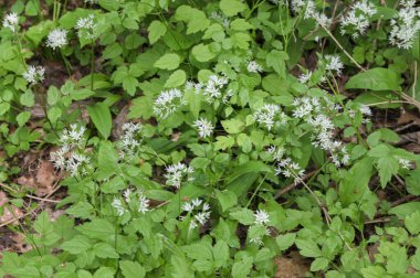 Ormanda hasat etmeye hazır yabani sarımsaklı halı. Baharda ormanda yetişen Ramson ya da ayı sarımsağı. Allium ursinum.