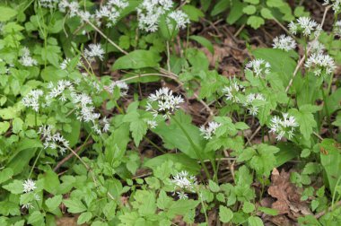 Ormanda hasat etmeye hazır yabani sarımsaklı halı. Baharda ormanda yetişen Ramson ya da ayı sarımsağı. Allium ursinum.