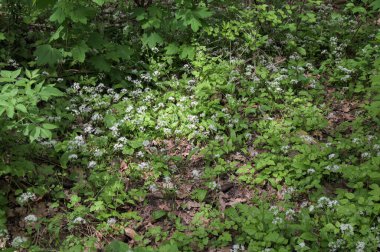 Ormanda hasat etmeye hazır yabani sarımsaklı halı. Baharda ormanda yetişen Ramson ya da ayı sarımsağı. Allium ursinum.