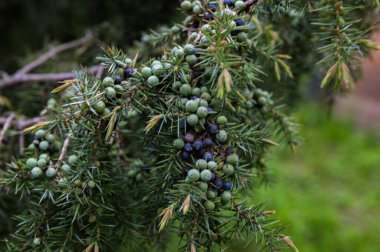 Baharat olarak kullanılan ardıç meyveleri, özellikle Avrupa mutfağında. Şifalı bitki ve yemyeşil ağaç - yaygın ardıç - Juniperus Communis.