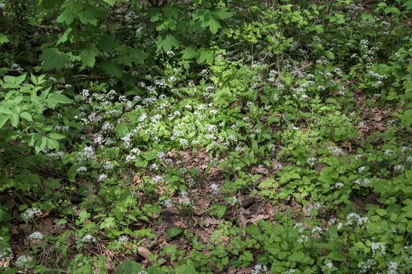 Άγρια Σκόρδο Χαλί Στο Δάσος Έτοιμο Για Συγκομιδή Ramsons Σκόρδο — Φωτογραφία Αρχείου