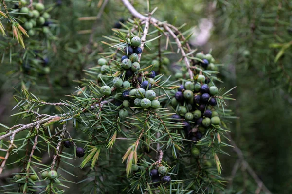 주니퍼 열매는 향신료 용되었는데 유럽의 나무에서 사용되었습니다 — 스톡 사진