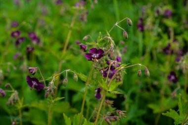 Sardunya koyu kahverengisi (Gernium phaeum), ilkbaharda çiçek tarhında çiçek, makro fotoğraf. İlkbahar bahçesinde Geranium ve kırmızı çiçekler..