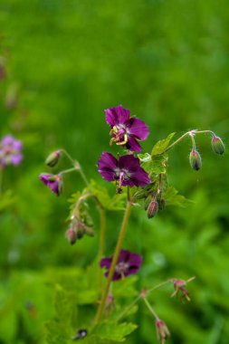 Sardunya koyu kahverengisi (Gernium phaeum), ilkbaharda çiçek tarhında çiçek, makro fotoğraf. İlkbahar bahçesinde Geranium ve kırmızı çiçekler..