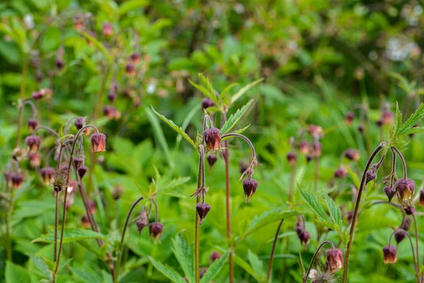 Close Shot Nodding Red Flower Water Avens Geum Rivale Growing — Stock Photo, Image