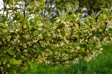 Çiçek açan küçük çiçekler, çiçek yapraklarının arka planında, gumi. Çiçek açan kiraz ağacı elaeagnus çalılığı (Elaeagnus multiflora)