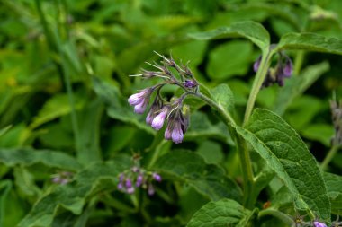 Comfrey Common Comfrey 'in çiçeği, Symphytum officinale, yakın plan. Comfrey Common Comfrey' in çiçeği, Symphytum officinale, organik tıpta kullanılır, yeşil arka planda makro çekim...