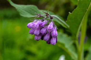 Comfrey Common Comfrey 'in çiçeği, Symphytum officinale, yakın plan. Comfrey Common Comfrey' in çiçeği, Symphytum officinale, organik tıpta kullanılır, yeşil arka planda makro çekim...