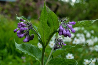 Comfrey Common Comfrey 'in çiçeği, Symphytum officinale, yakın plan. Comfrey Common Comfrey' in çiçeği, Symphytum officinale, organik tıpta kullanılır, yeşil arka planda makro çekim...