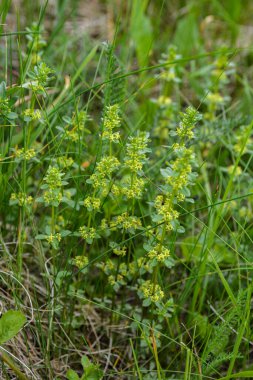 Vahşi bitki Cruciata glabra baharda ormanda yetişir..