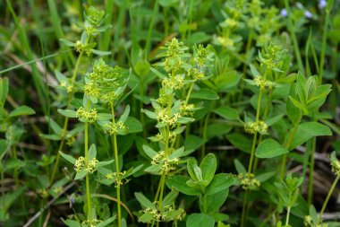 Vahşi bitki Cruciata glabra baharda ormanda yetişir..